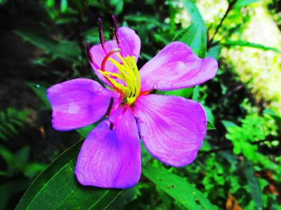 花