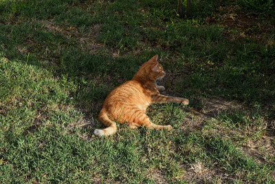 猫