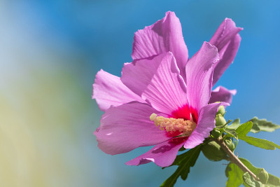 芙蓉花在园林中，选择性集中