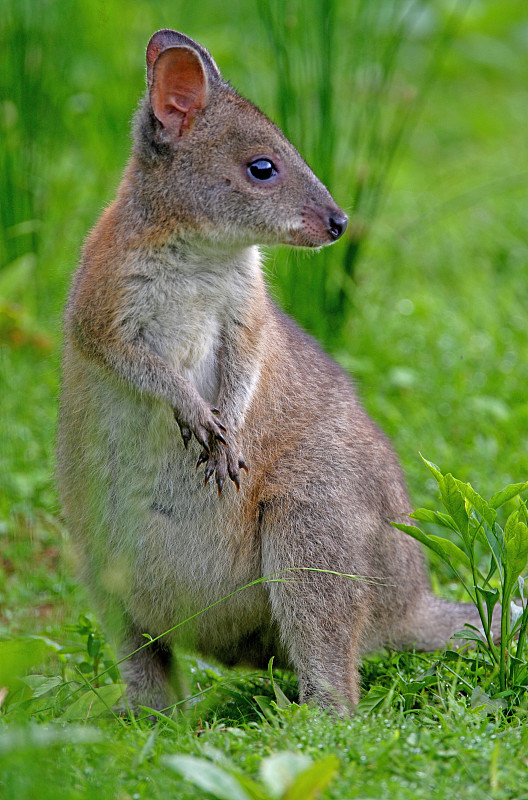 红Pademelon