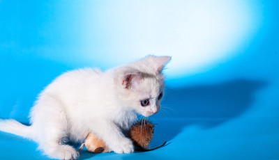 可爱的小猫在玩玩具老鼠