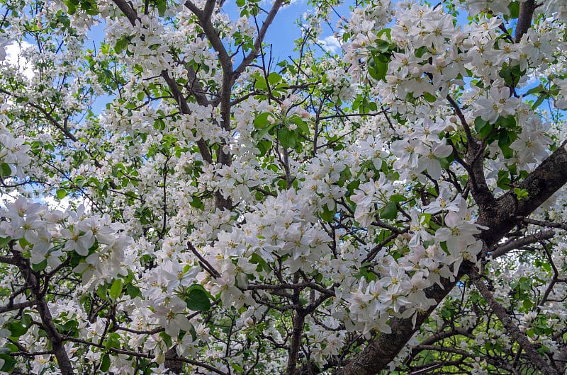 盛开的野苹果。