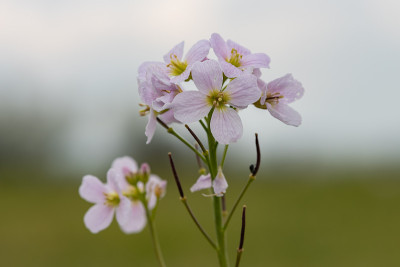 杜鹃花(草地碎米草)