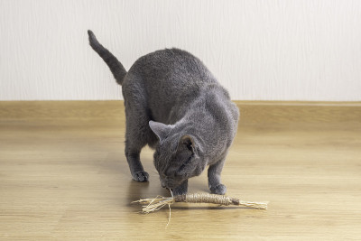 俄罗斯蓝猫正在玩马塔比树做的玩具