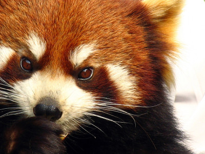 小熊猫(Ailurus fulgens)