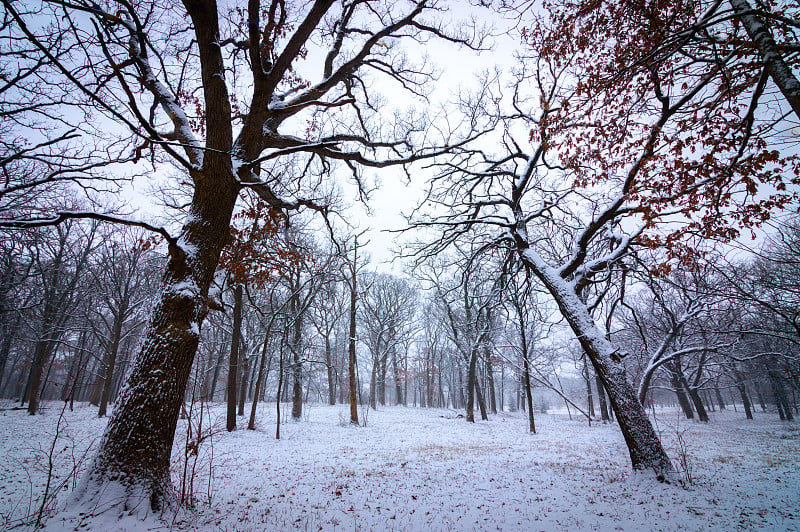 中西部积雪覆盖的冬季树冠