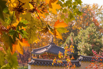 枫枝与秋叶在韩国传统园林的背景下