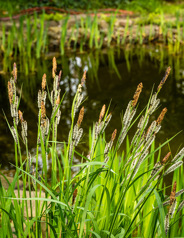 盛开的莎草苔草“黑苔”(Carex melanostachya)在花园池塘岸边。黑色或普通莎草上蓬松