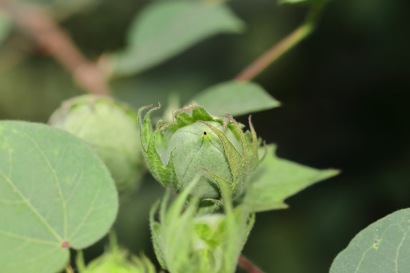 棉花植株上的新果实