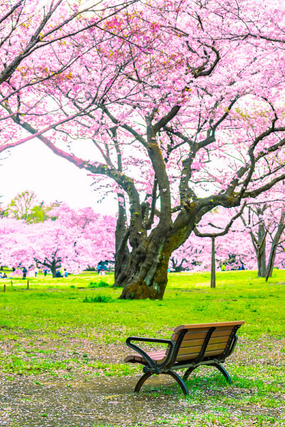 日本的樱花季