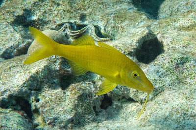 黄鞍山羊鱼(Parupeneus cyclostomus))，