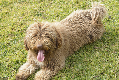 西班牙水犬