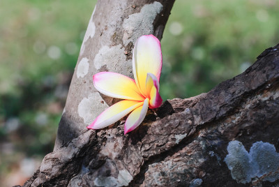 红白鸡蛋花