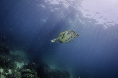 海龟