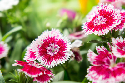 石竹花，花团锦簇，姹紫嫣红