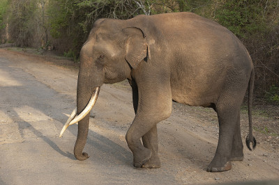 晚报的Tusker,Kabini,Nagarhole,Karnataka，印度