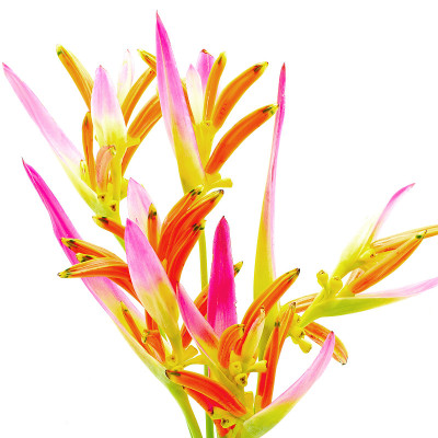 海里康属植物“时髦的”