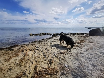 海滩上的澳大利亚牧牛犬