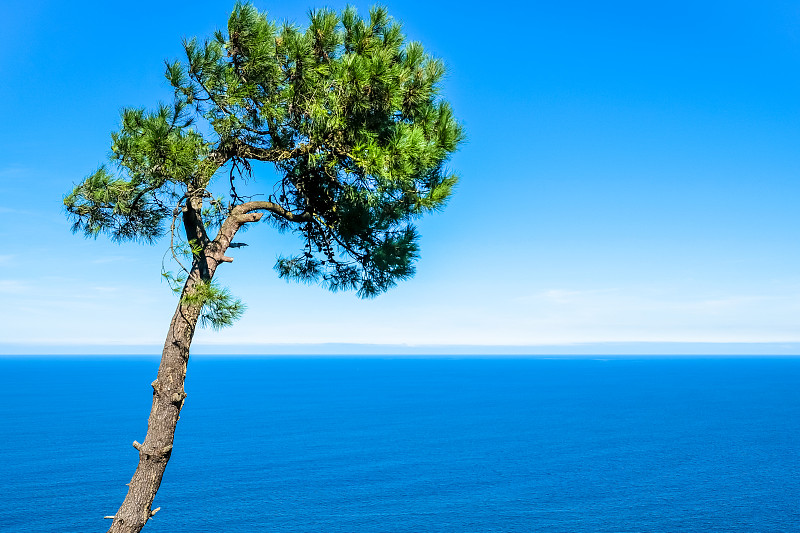 海面上岩石上的一棵孤独的松树。多诺斯蒂亚圣塞巴斯蒂安，巴斯克地区，西班牙。本空间