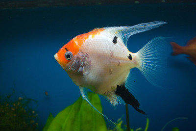 水族馆里的鱼