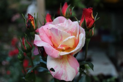 花和自然