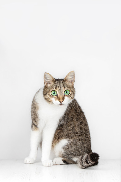 白色背景上的家猫