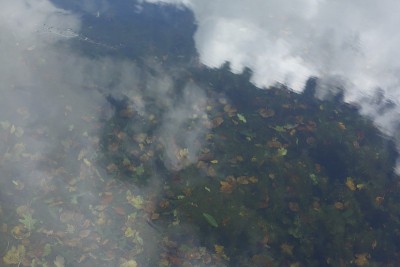 秋天的树叶五彩斑斓，漂流在水中