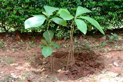 植树造林