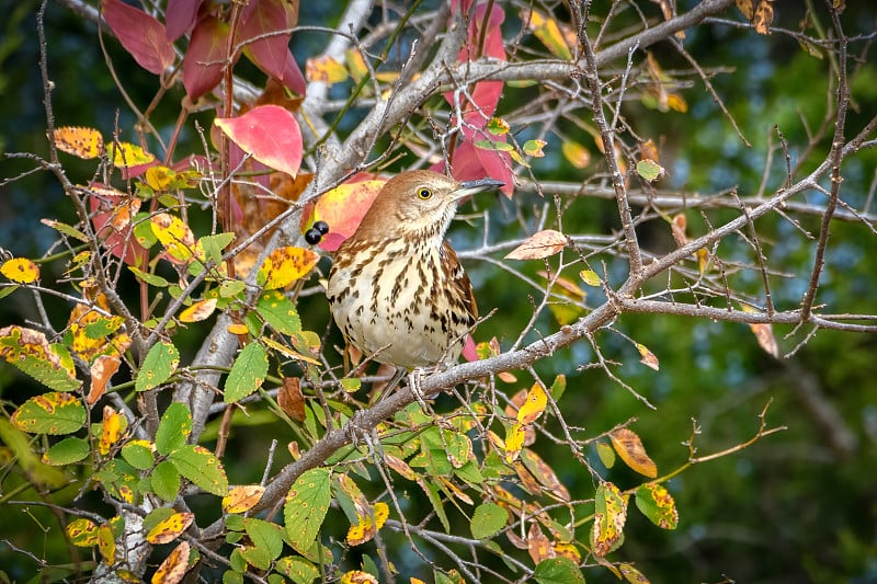 棕色的Thrasher -Toxostoma rufuma，栖息在树上