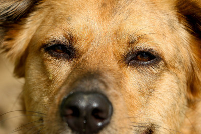 极端近距离的德国牧羊犬的头像