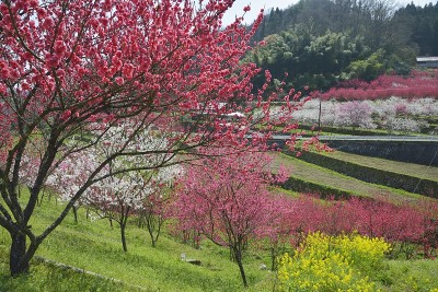 桃花节(日本岛根县大池安)