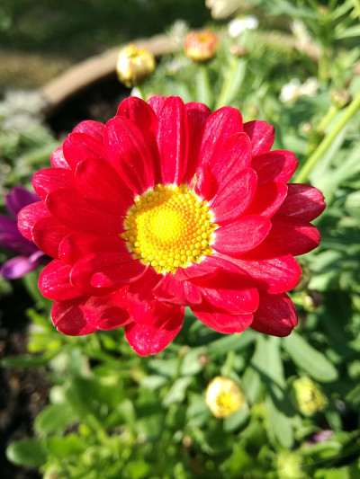 近距离的照片花非洲菊，热粉红色的雏菊花盛开与绿色模糊的背景。