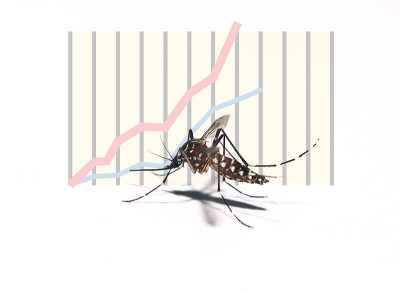 埃及伊蚊的疫情统计数据正在上升。