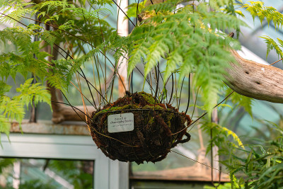 Davallia chaerophylloides(鹿脚蕨，兔脚蕨，shinobu蕨，兔脚蕨，球形蕨