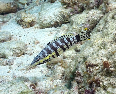 Harlequin Basslet
