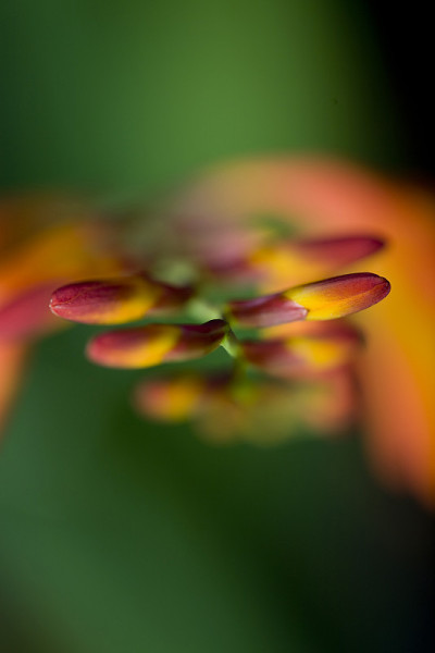Crocosmia