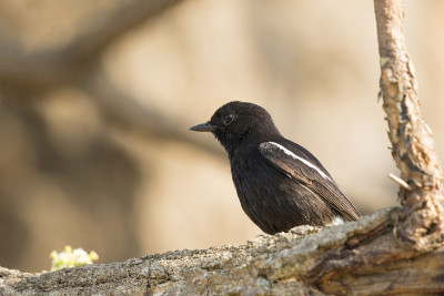 鸟儿栖息在树枝上的形象。野生动物。Pied Bushchat (Saxicola caprata)