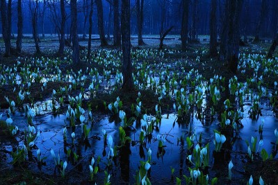 秋田县春季湿地