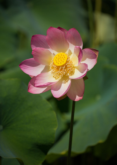 莲花