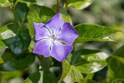 大长春花(大长春花)