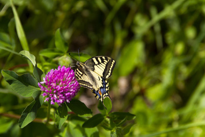 Papilio Machaon和Pink Flower