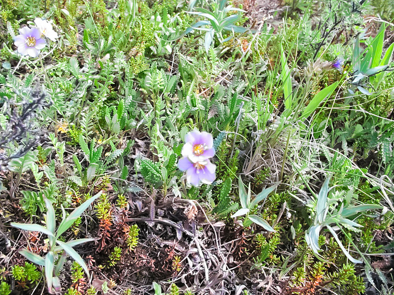 楚科特卡的苔原植物、草和花。