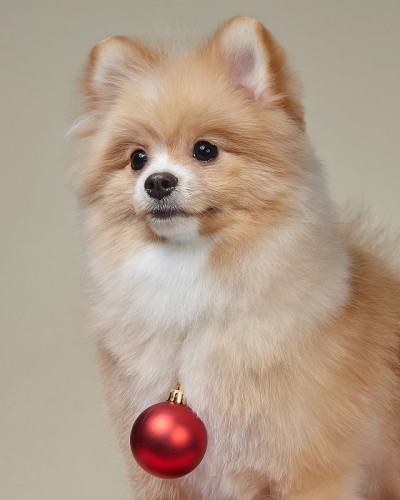 可爱的博美犬和圣诞树玩具