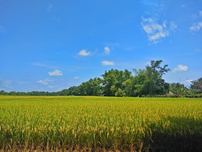 亚洲夏季蔚蓝的农业稻田。景观风景上色