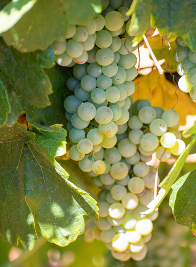 AOC Luberon mountains的葡萄园靠近Apt与老葡萄树干生长在红色粘土土壤，白葡萄酒
