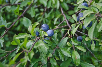施莱赫多恩