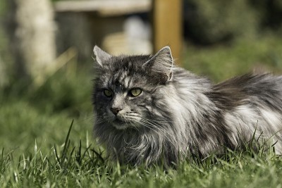 成年雄性缅因猫