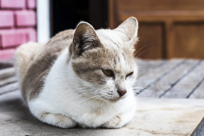 肖像成年虎斑猫