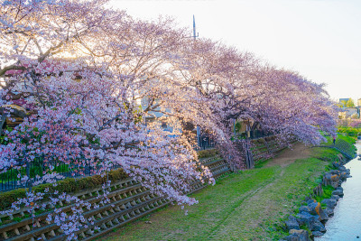 春野川(东京Chofu)