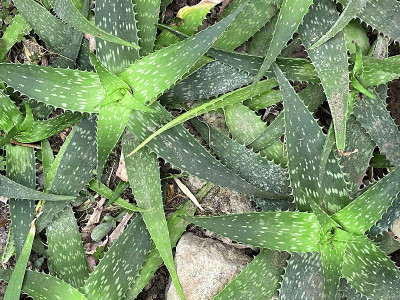多肉植物匍匐在花园里的沙子上